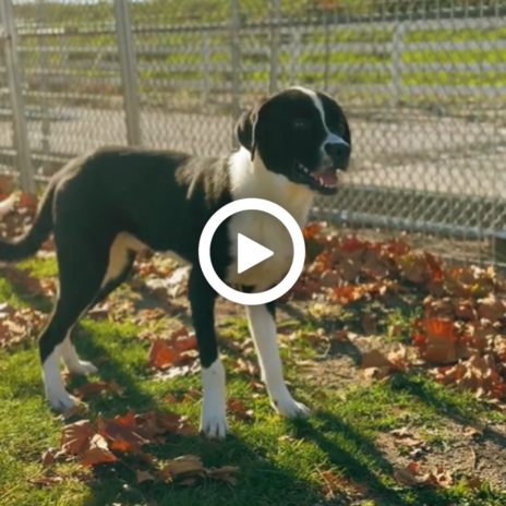 Pet of the Week Jason the Great Dane mix