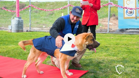 Tuxedo wearing dog strolls the red carpet at the Devore Animal Shelter adoption and enrichment event 