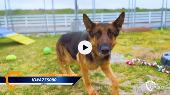 Pet of the Week: Riggs