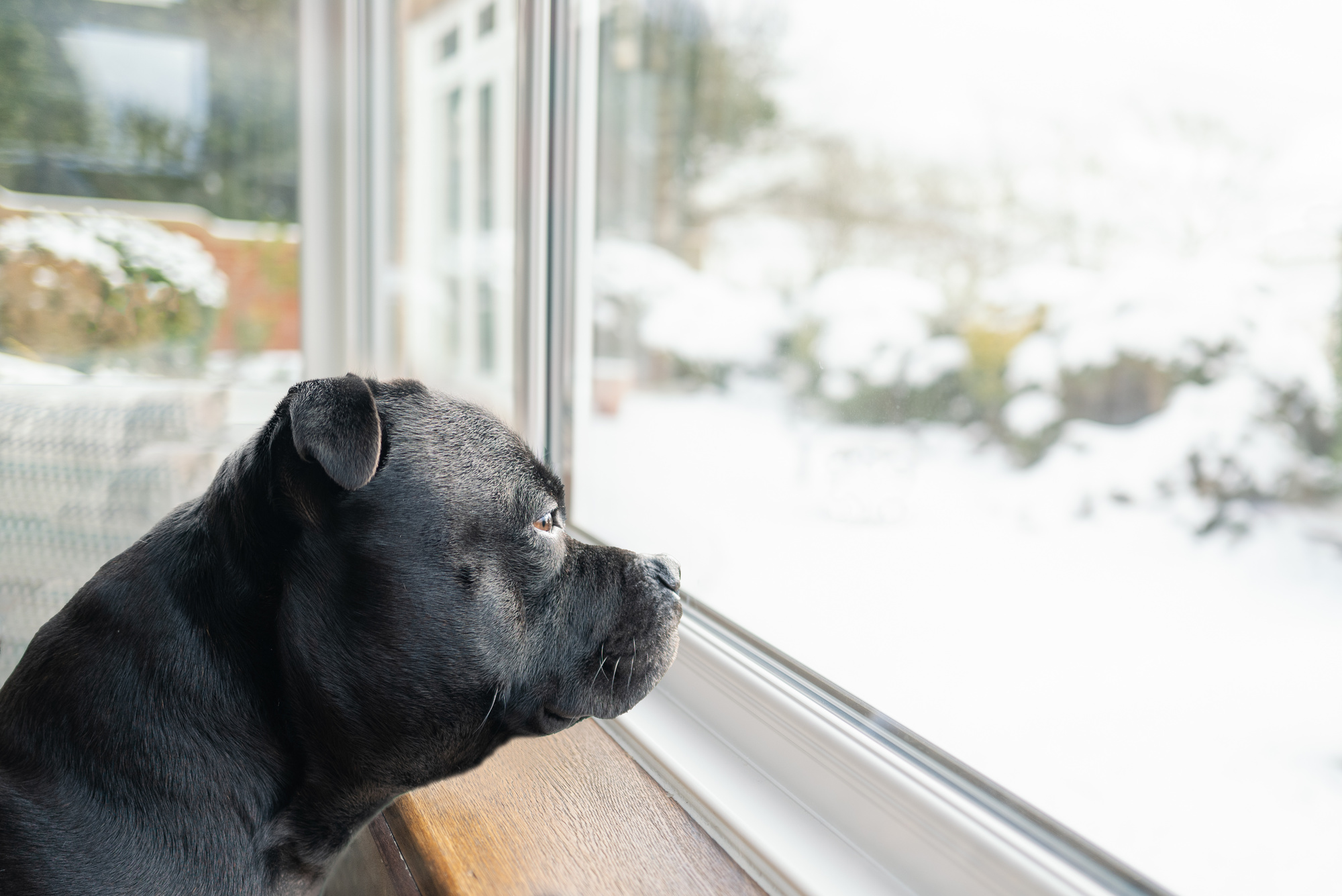 black dog looking out the window at snow