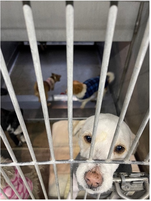 Dog inside kennel at Devore animal shelter