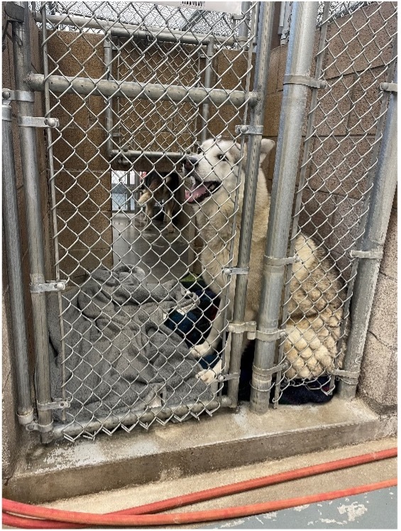 Large dog inside kennel at Devore animal shelter
