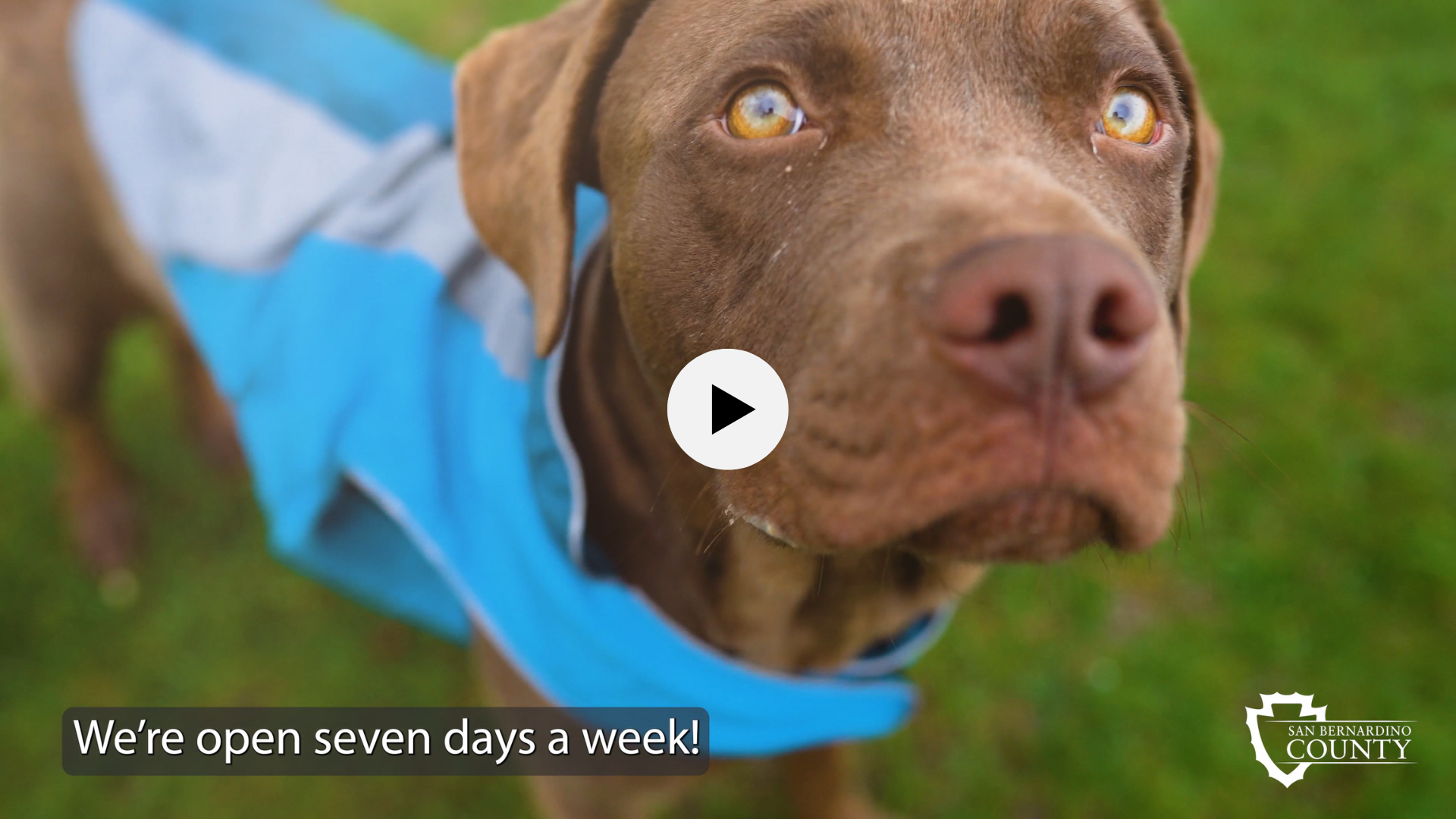 Pet of the Week, Pedro