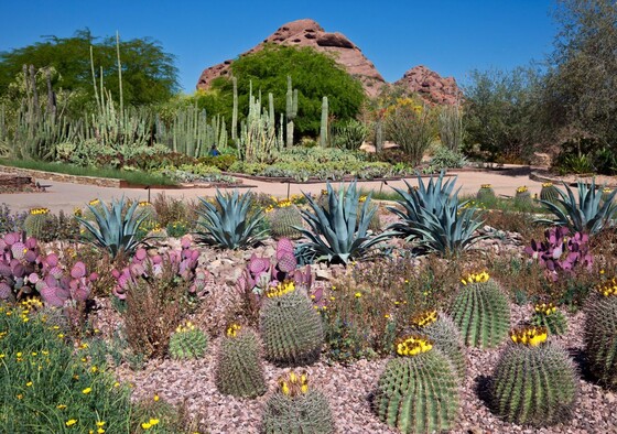 Mojave garden