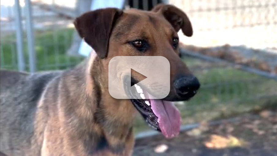 A photo of a dog resembling a German Shepherd looking off in the distance with his tongue hanging out.