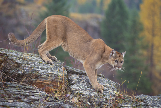 mountain lion