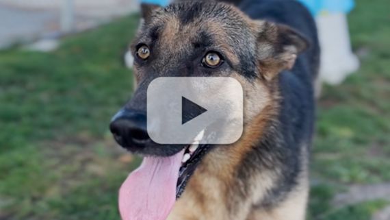 A photo of a black and brown German shepherd look on with her tongue hanging out.
