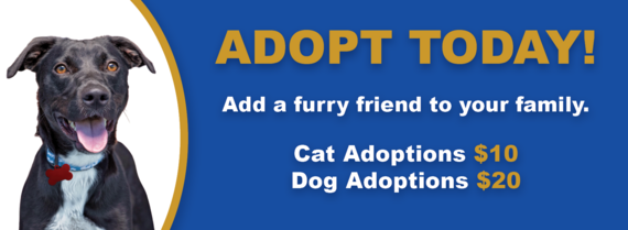 Adoption Banner 