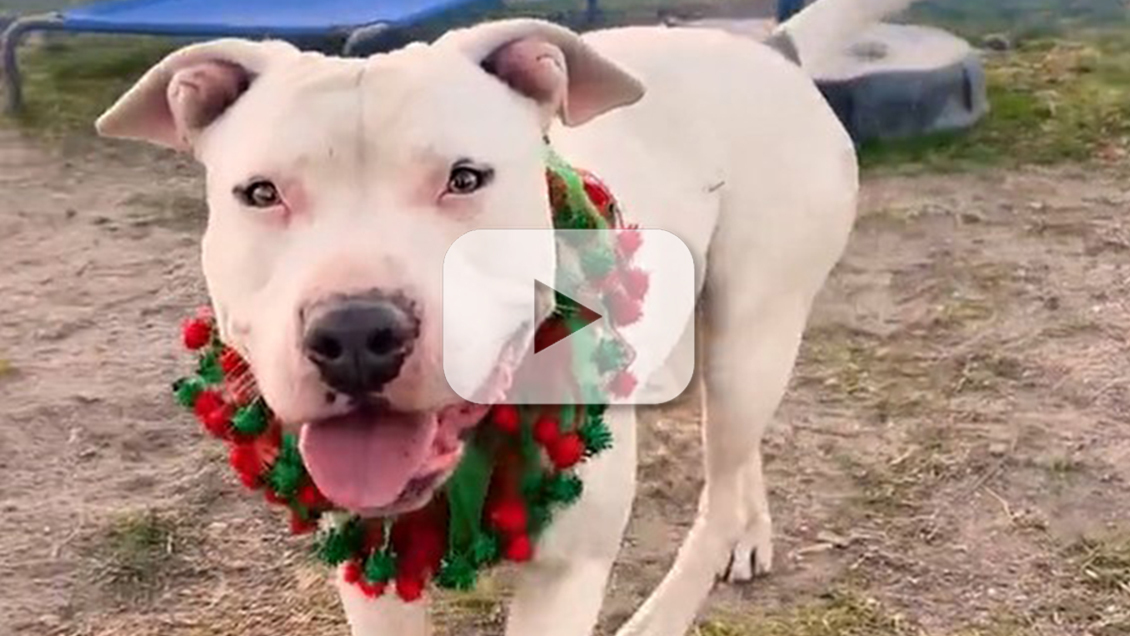 Pet of the Week - Snow