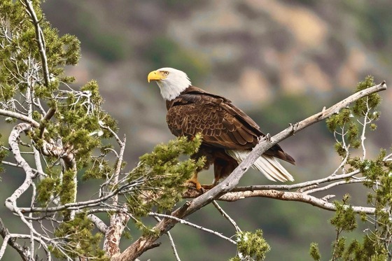 Bald Eagle
