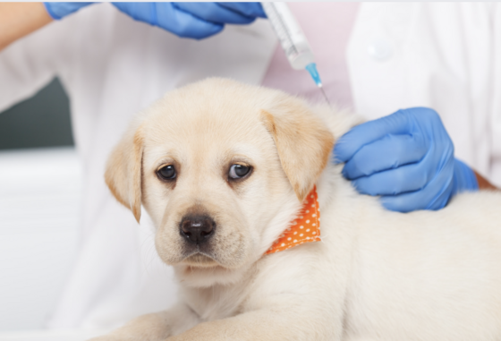 pet vaccine
