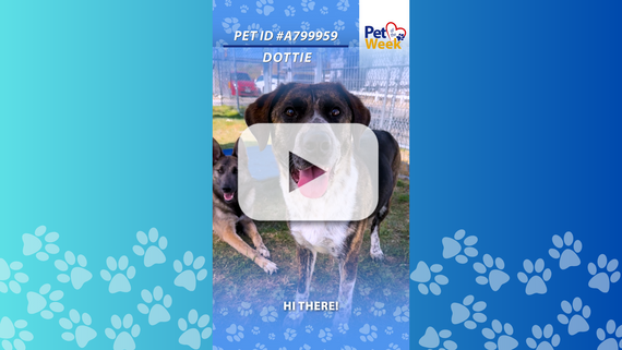 A black, brown and white two-year-old female hound mix looking at the camera.