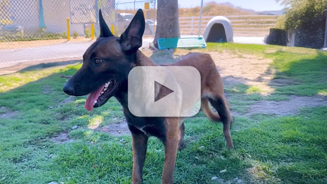 Pet of the Week - Michael Scot