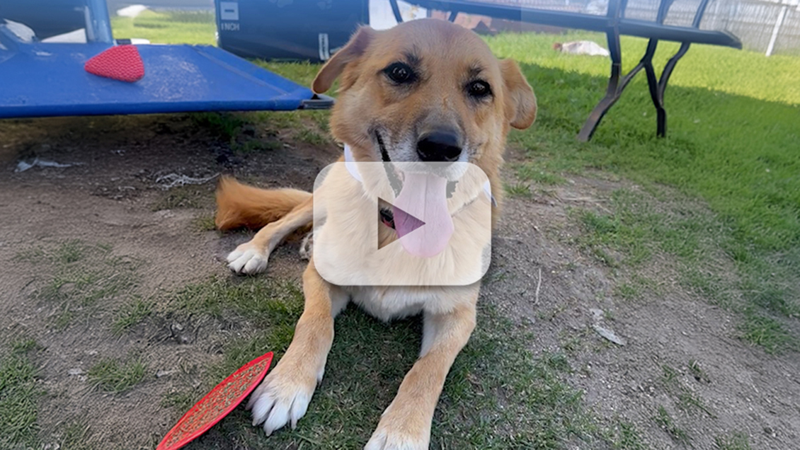 Pet of the week - Jerry 