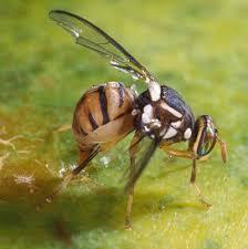 oriental fruit fly