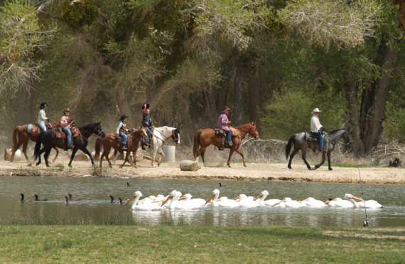 Mojave Narrows Regional Park equestrian building and corrals revitalization project update