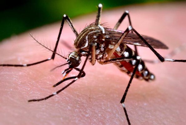 First locally acquired human case of dengue virus reported in San Bernardino County
