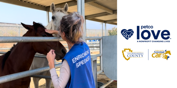 Person caring for a horse
