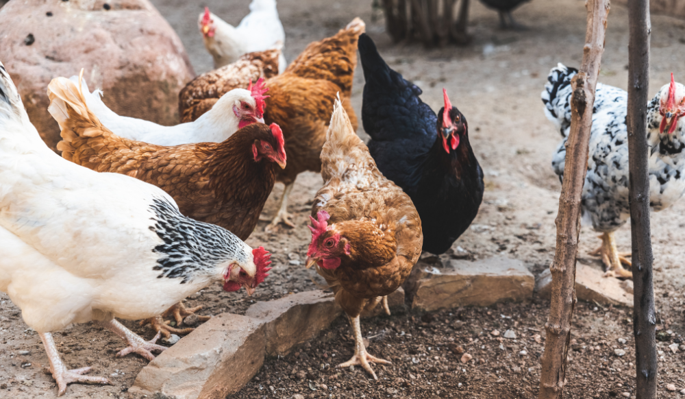 Chickens in the dirt near a planter.