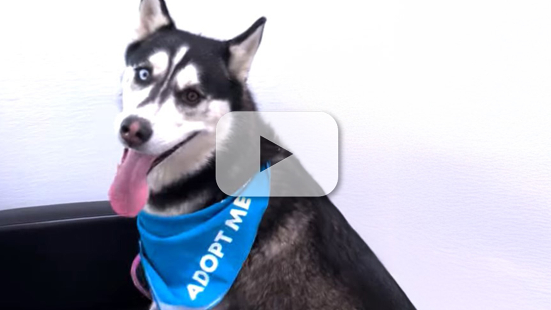 Pet of the Week - John