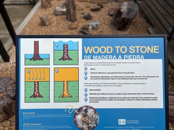 'Wood to Stone,' exhibit sign with diagrams showing each step of the wood petrification process and text in both English and Spanish.