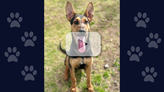 A brown and white dog sits in a grassy area.