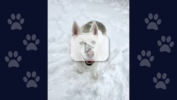 A happy white husky dog named Freya sits in the snow eager to play.