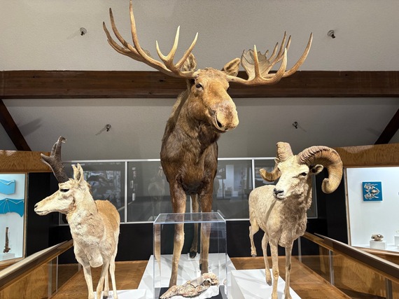 Pronghorn, moose and bighorn sheep on display at the San Bernardino County Museum. 