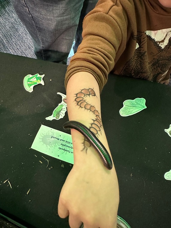 Young museum visitor proudly shows off centipede tattoo, with a real centipede joining the fun.