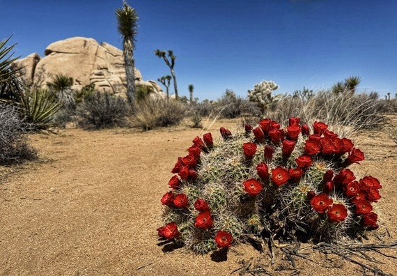 A close-up view of a desert plant. 
