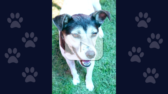 A dog stands on green grass.