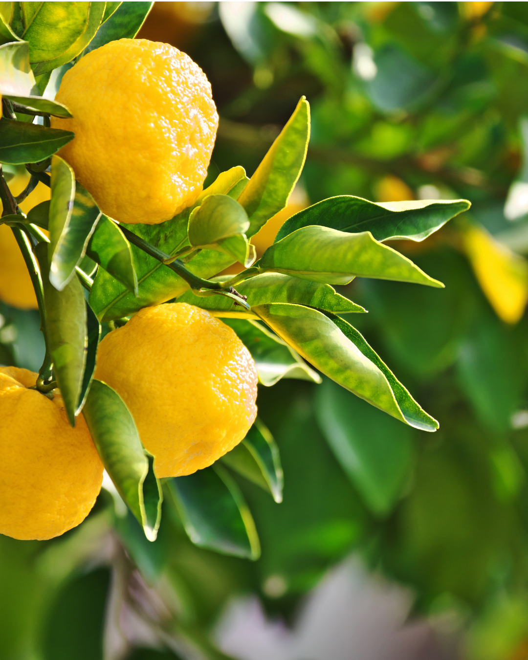 Close-up of ripe yellow citrus fruits hanging on a tree with green leaves.