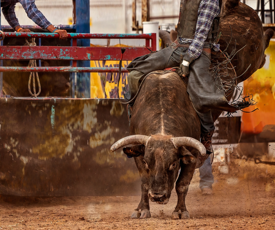 A bull bucks at a rodeo with a cowboy on his back. A set of gloved cowboy hands are on the red gate closing behind the bull.
