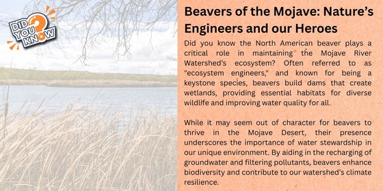 MRG Droplet - Beavers DYK