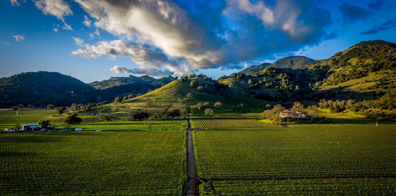 A scenic vineyard landscape with green fields, rolling hills, and scattered trees under a bright sky with clouds.