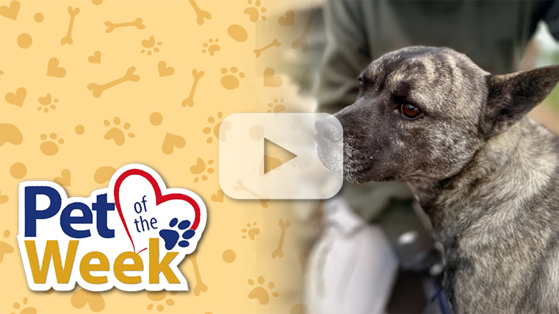 Pet of the Week graphic featuring Cassy, a 1-year-old Pit Bull Terrier mix available for adoption at the Devore Animal Shelter. 