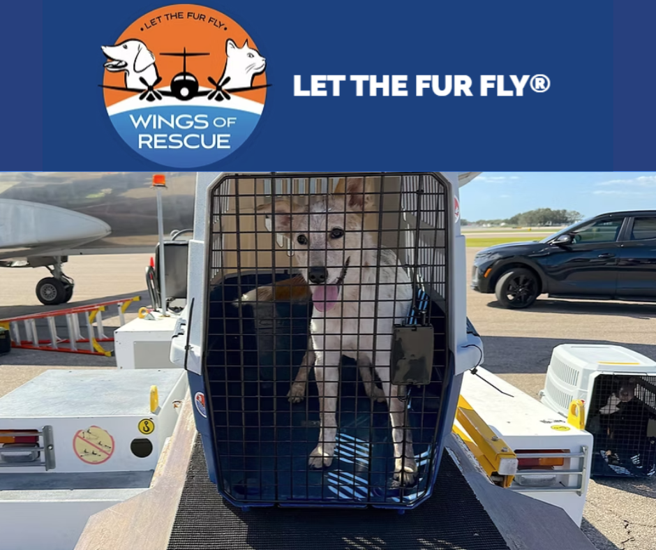 The Wings of Rescue logo sits atop a picture of a dog in a crate that is sitting on a luggage carrier next to a plane on an airport tarmac.