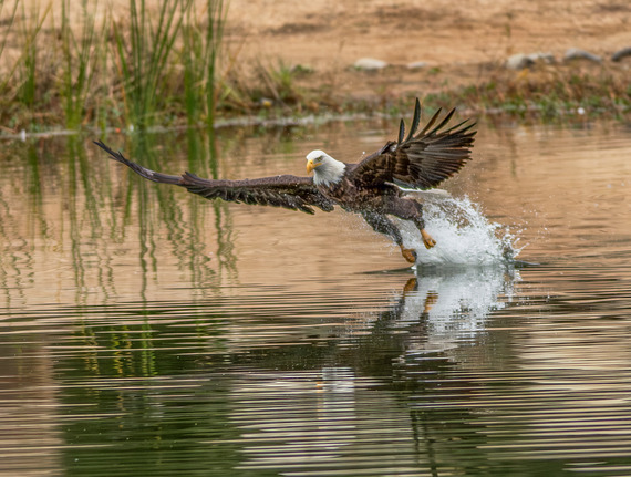 A bald eagle skimming the surface of a lake. The background features tall green reeds and grass.