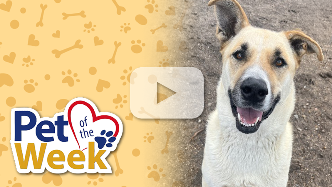 Smiling tan Shepherd mix dog with one ear up, labeled Pet of the Week, with play button overlay on image.
