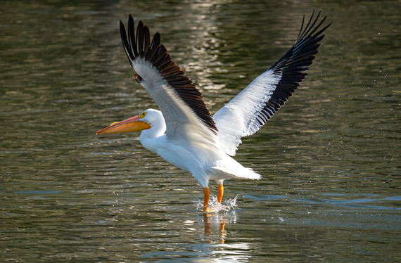 A pelican with stretched out wings stands in water. 