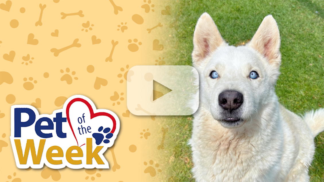 Sarka, a cream Husky at the Devore Animal Shelter, sits on grass beside the “Pet of the Week” graphic.