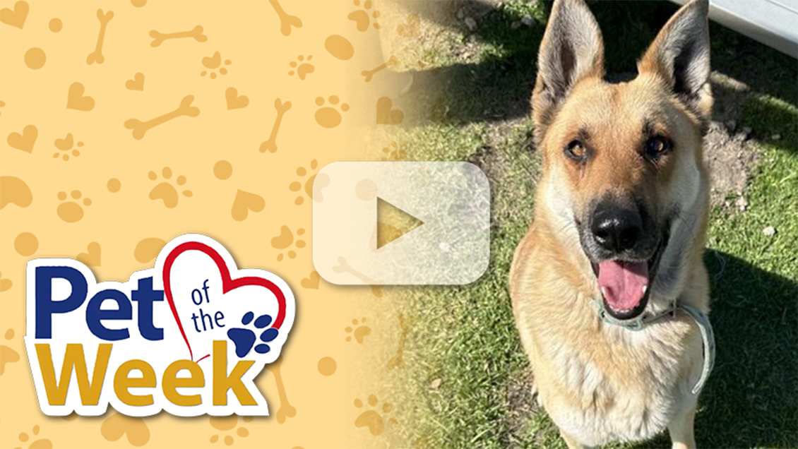 A happy German Shepherd sits on grass, looking up with alert ears. On the left, "Pet of the Week" is written with a heart and paw print design.