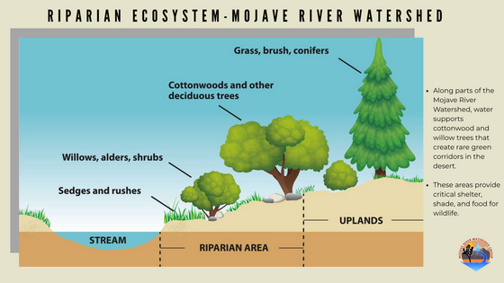 MRWG Droplet - Riparian Ecosystem