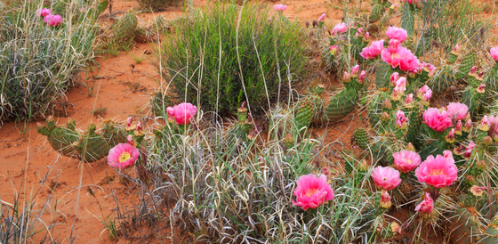 mrwg native plant