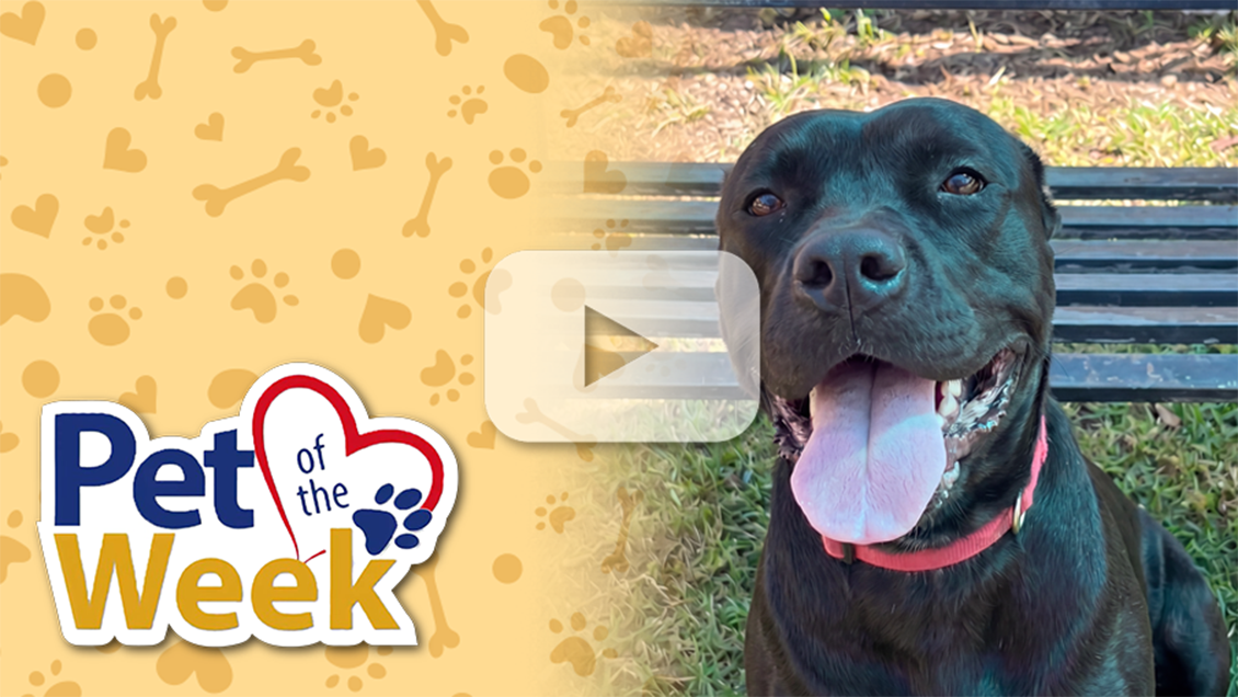 Cane Corso sitting on grass beside a Pet of the Week graphic with paw-print background and a play button overlay indicating a video.