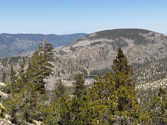A view of the mountains with a variety of trees under a clear blue sky. The terrain is covered with vegetation and patches of forested areas.