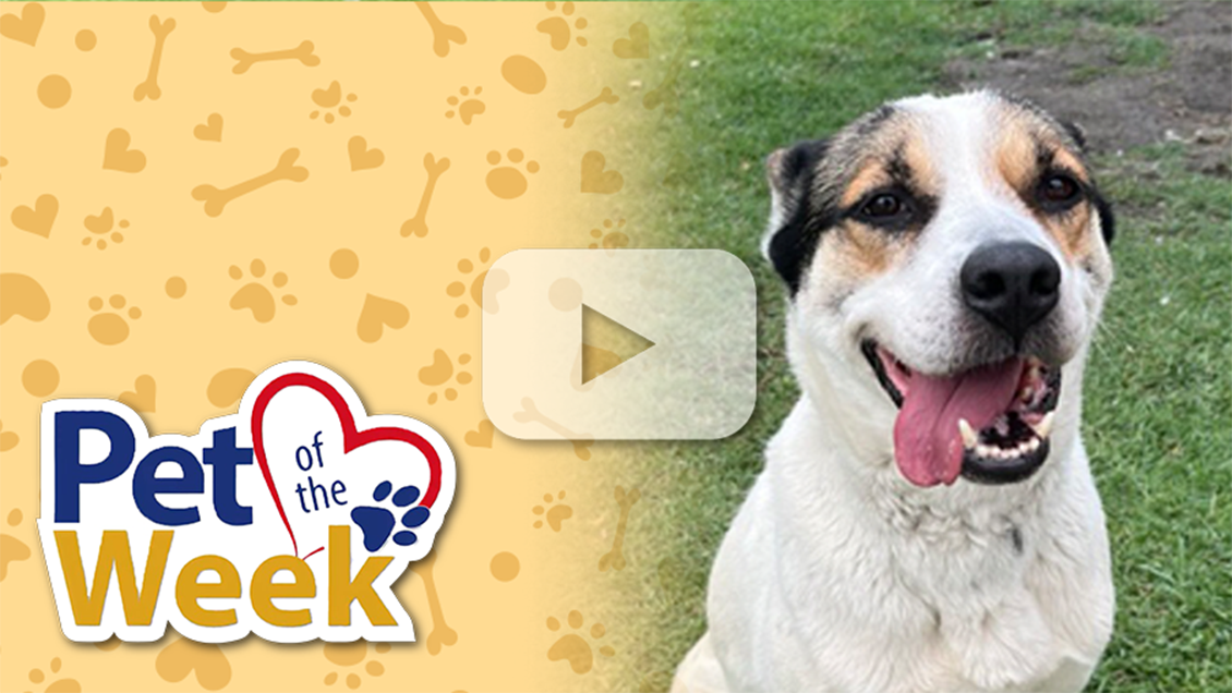 A happy dog with a black and white coat sits outside on grass. On the left, there's a "Pet of the Week" logo with paw and heart motifs.