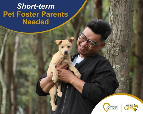 Person holding a small puppy in a park setting with overlay text asking for short term foster parents and SB County Animal Care logo.