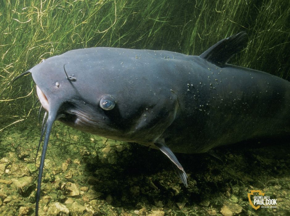 catfish underwater