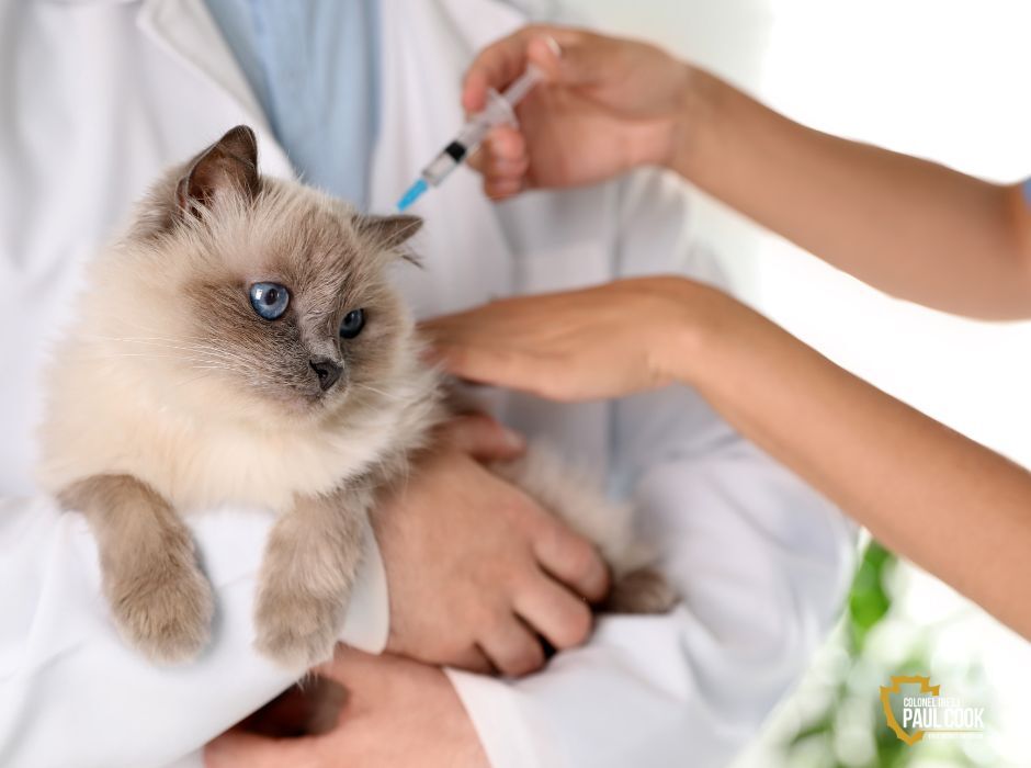 Kitten getting a vaccine